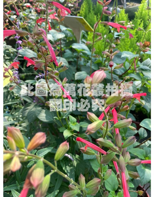 萬花叢 香草植物, 櫻桃鼠尾草, 1個