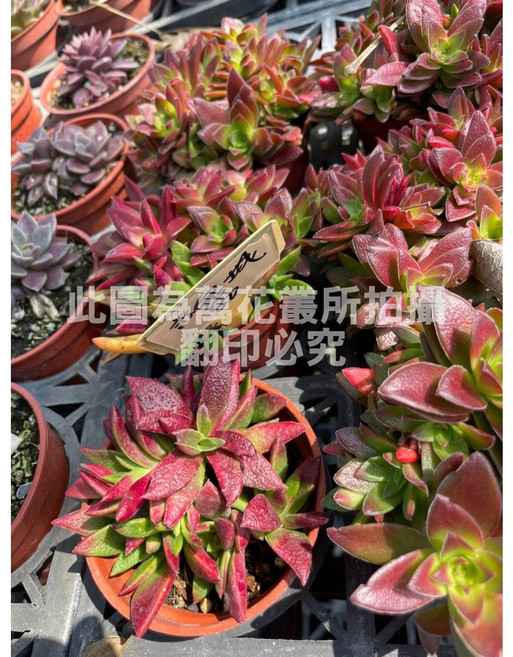 萬花叢 多肉植物【赤鬼城】 - 療癒系盆栽 輕鬆點綴您的生活空間, 紅色, 1個