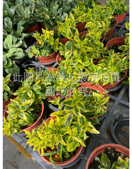 萬花叢 觀葉植物【斑葉六道木】, 綠色, 1個
