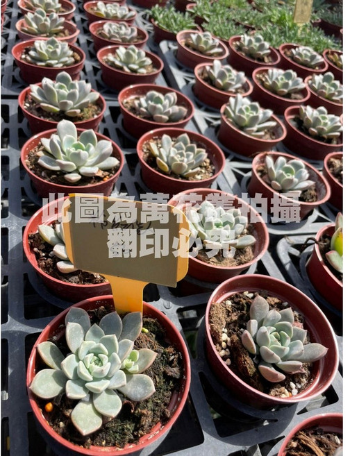 萬花叢 多肉植物【粉紅佳人】盆栽 - 療癒系室內盆栽 輕鬆點綴生活空間, 紅棕色, 1個