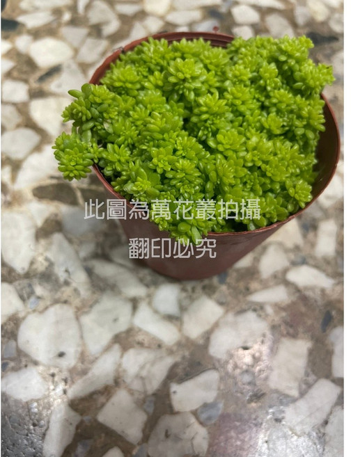 萬花叢 多肉植物 珍珠萬年草 迷你盆栽 療癒植物 辦公室小物, 1個