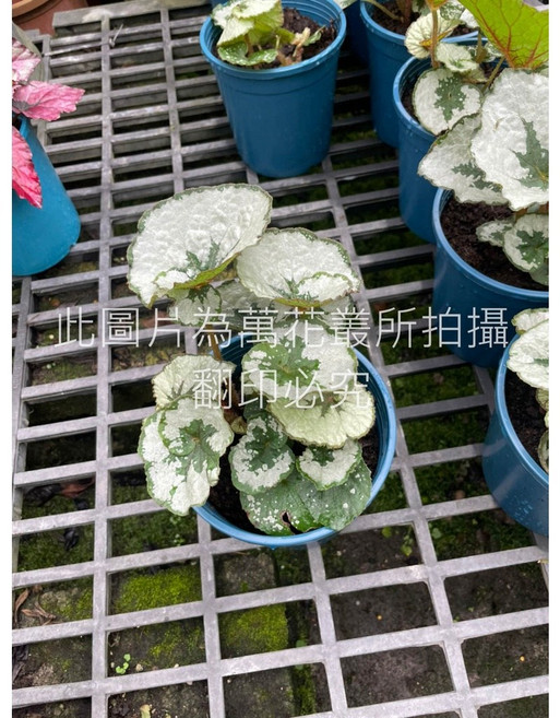 萬花叢 觀葉植物 颶風海棠/颶風秋海棠 5吋盆栽 室內盆栽 淨化空氣, 1個