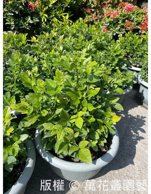 萬花叢 香草植物 (高約10-25cm) 室內淨化空氣 驅邪避凶, 抹草, 1個