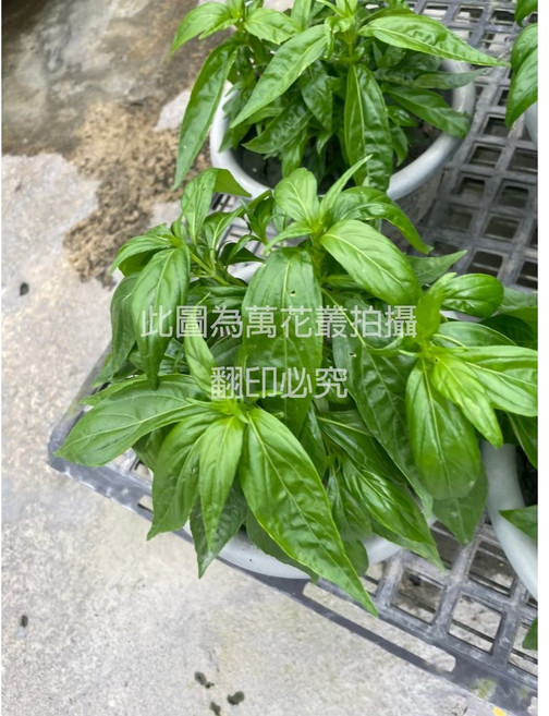 萬花叢 香草植物, 穿心蓮, 1個