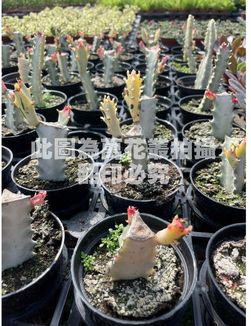 萬花叢 白龍骨仙人掌盆栽, 白色, 1個