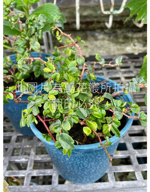 萬花叢 觀葉植物 多葉海棠/多葉秋海棠 5吋盆栽 盆景, 綠色, 1個