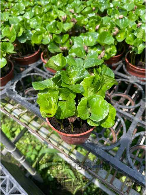萬花叢 灌木植物【咖啡樹】室內盆栽 綠植盆栽, 棕色, 1個