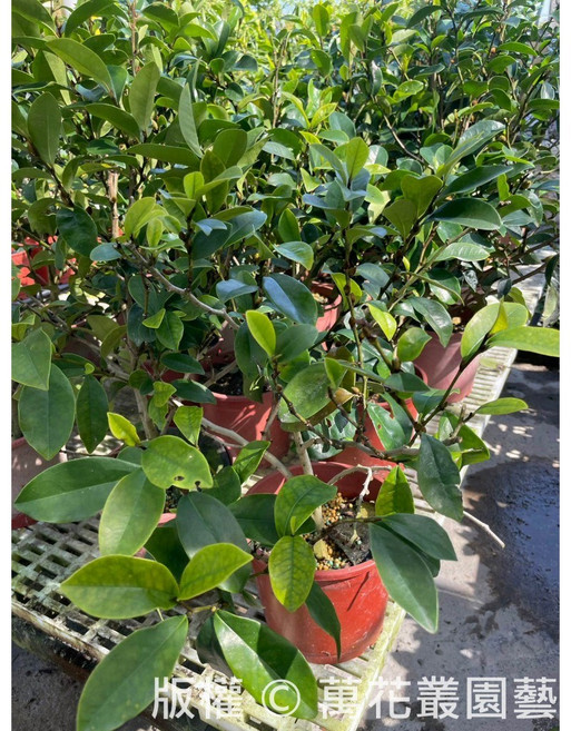 萬花叢 灌木植物 高約20-45cm 室內盆栽, 含笑花(綠, 1個