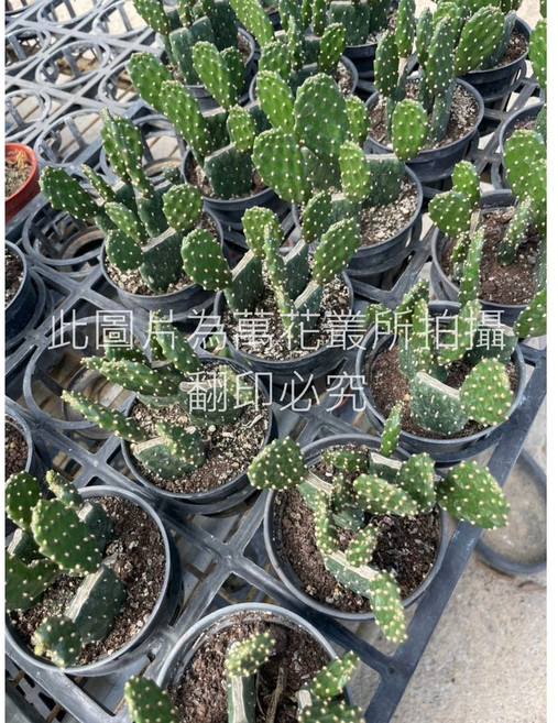 萬花叢 仙人掌盆栽, 綠色, 1個