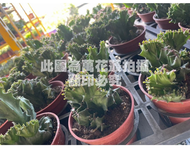 萬花叢 仙人掌植物 春峰 3吋盆栽 高約3-5公分 室內綠植盆栽, 紅棕色, 1個