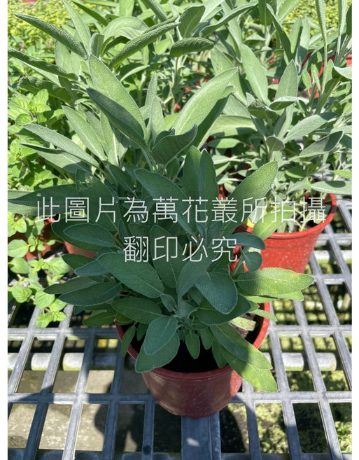 萬花叢 香草植物 - 新鮮綠植 居家園藝盆栽推薦, 綠色鼠尾草, 1個
