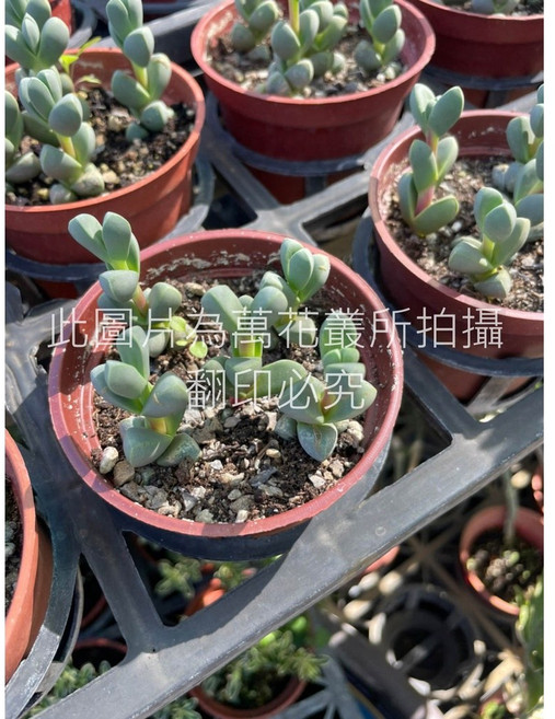 萬花叢 多肉植物 鹿角海棠 療癒系盆栽 淨化空氣, 紅棕色, 1個