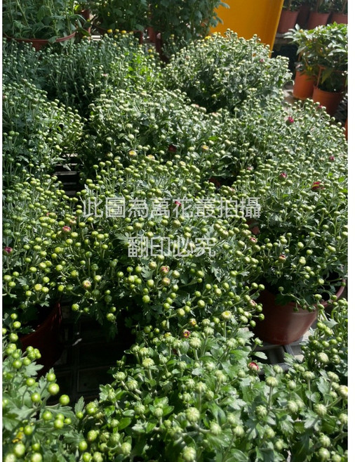 萬花叢 花卉植物 菊花盆栽 5吋盆 高約10-35cm 居家盆栽, 棕色, 1個