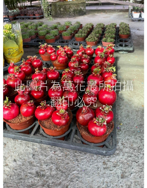 萬花叢 好彩頭盆栽 (三株) - 招財納福、送禮自用, 紅色, 1個