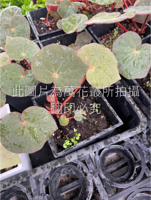 萬花叢 紅寶石海棠, 紅寶石