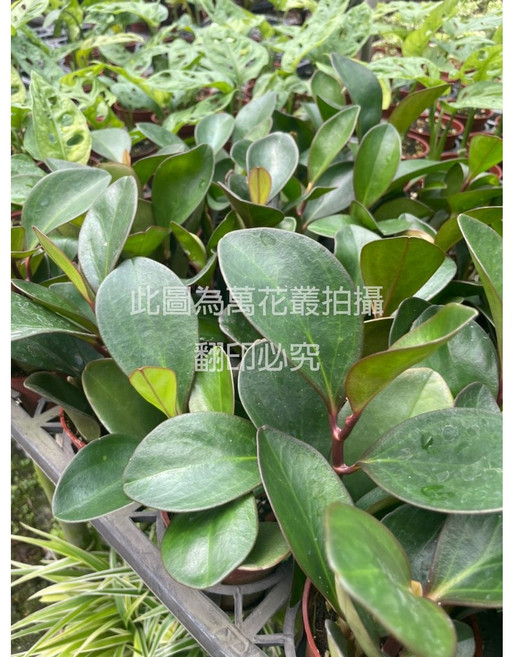 萬花叢 紅娘椒草 觀葉植物 療癒盆栽 淨化空氣, 1個