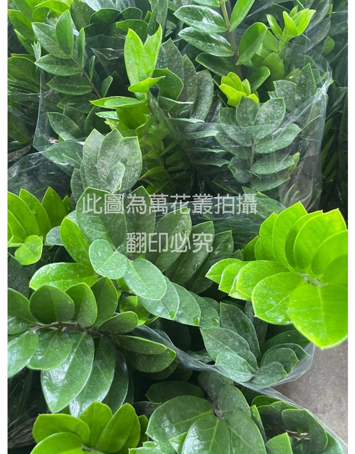 萬花叢 喬木植物 金錢樹 7吋盆 (高約40-60cm) 室內盆栽 綠植 招財, 1個