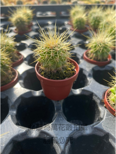 萬花叢 金琥仙人掌 盆栽 室內綠植 療癒小物, 綠色, 1個