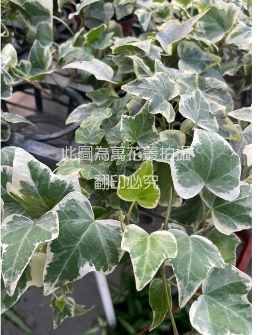 萬花叢 觀葉植物 室內盆栽, 白斑常春藤, 1個