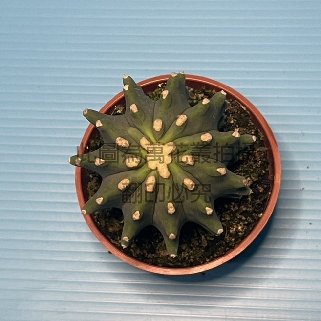 萬花叢 凌波無刺王冠龍 仙人掌植物 3吋盆栽, 綠色, 1個