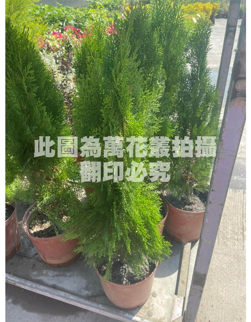 萬花叢 喬木植物 黃金扁柏 (高約40-60cm) 綠植盆栽, 綠色, 1個