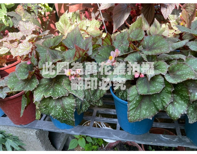 萬花叢 觀葉植物 晨露秋海棠 (高約10-20cm) 室內盆栽, 1個