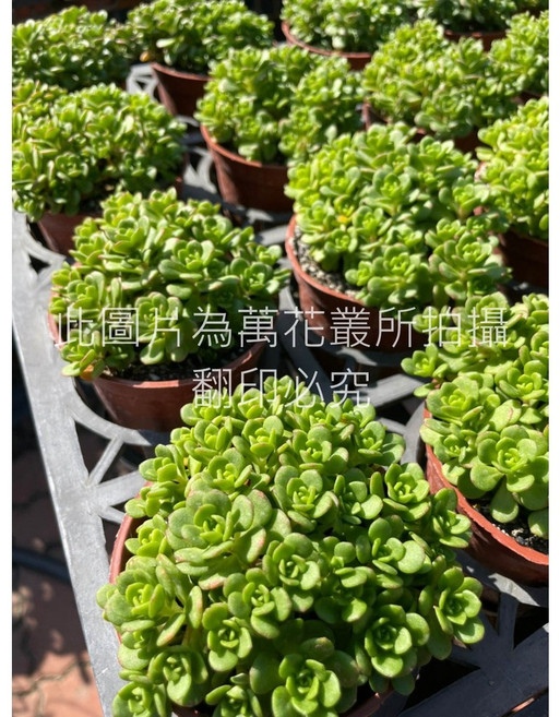 萬花叢 梅花景天 多肉植物盆栽, 1個