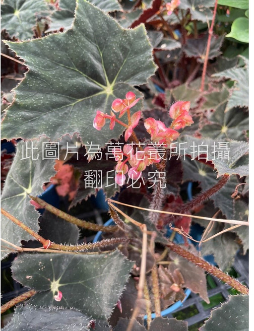 萬花叢 黑武士海棠 觀葉植物 5吋盆栽 室內盆栽, 1個
