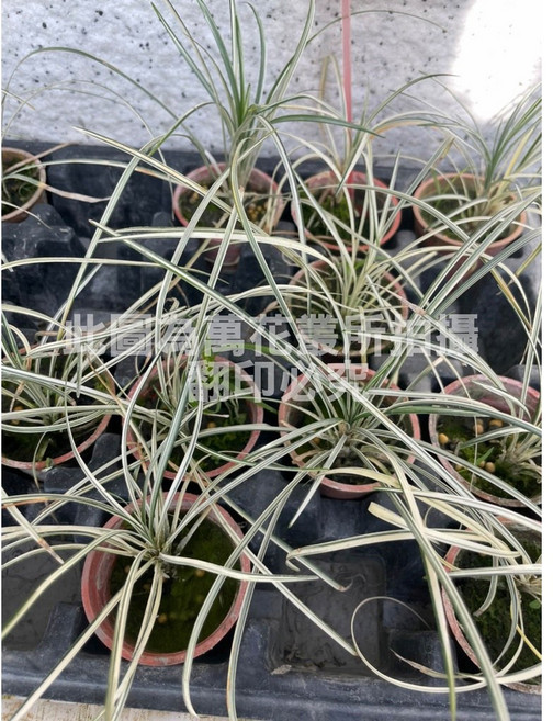 萬花叢 水生植物 - 療癒系室內盆栽 輕鬆點綴您的生活空間, 1個