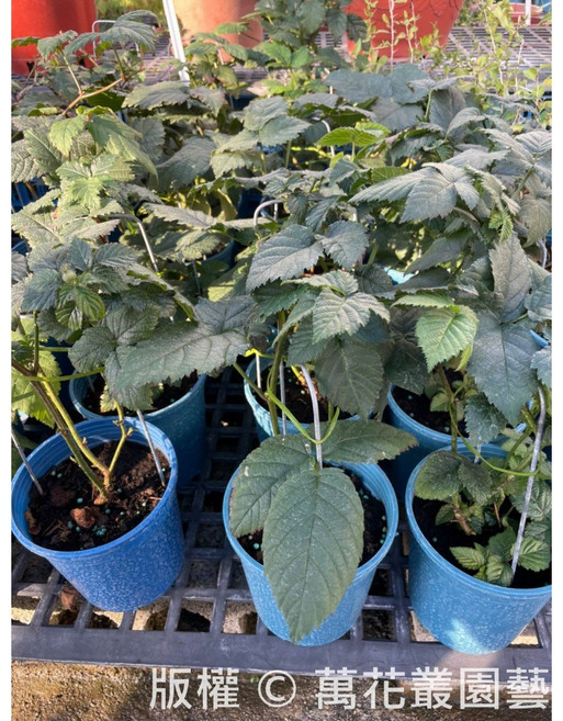 萬花叢 香草植物黑莓 植株有刺 陽台盆栽, 藍色, 1個