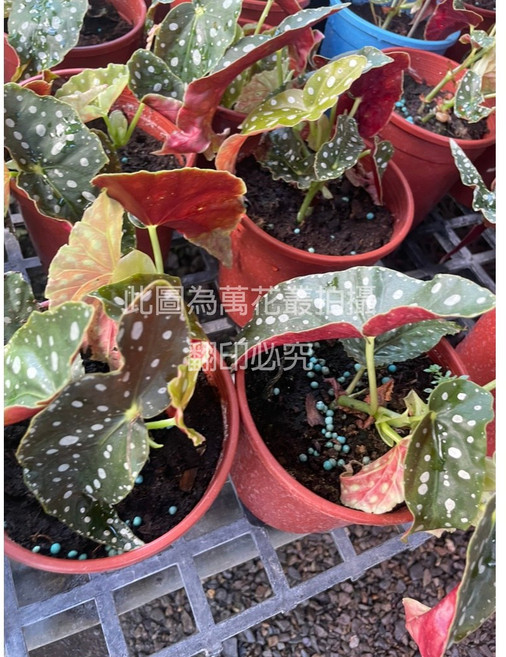 萬花叢 觀葉植物 銀點秋海棠/銀點海棠 5吋盆栽 (高約10-20cm) 室內盆栽, 紅棕色, 1個