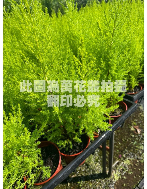 萬花叢 喬木植物香冠柏 - 迷你盆栽、室內植物、療癒盆栽, 綠色, 1個