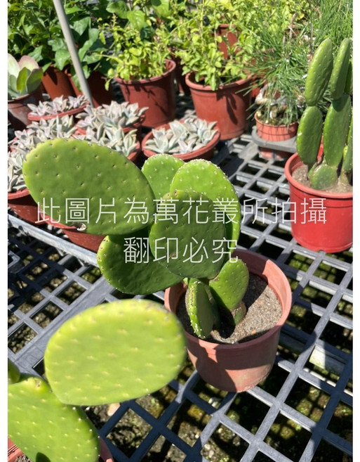 萬花叢 仙人掌植物 (陸龜可食用) 室內盆栽 綠植, 團扇, 1個