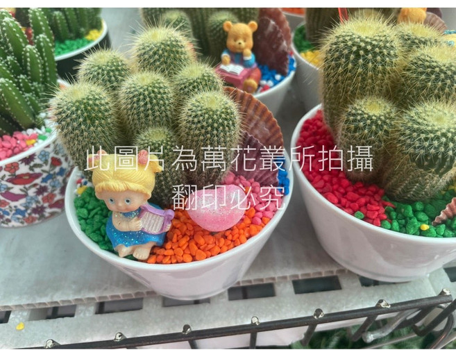 萬花叢 仙人掌盆栽 陶瓷盆, 多色