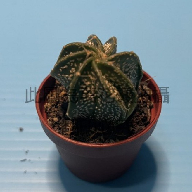 萬花叢 仙人掌植物【大風雨】1吋盆 療癒系多肉植物 辦公室盆栽, 棕色, 1個