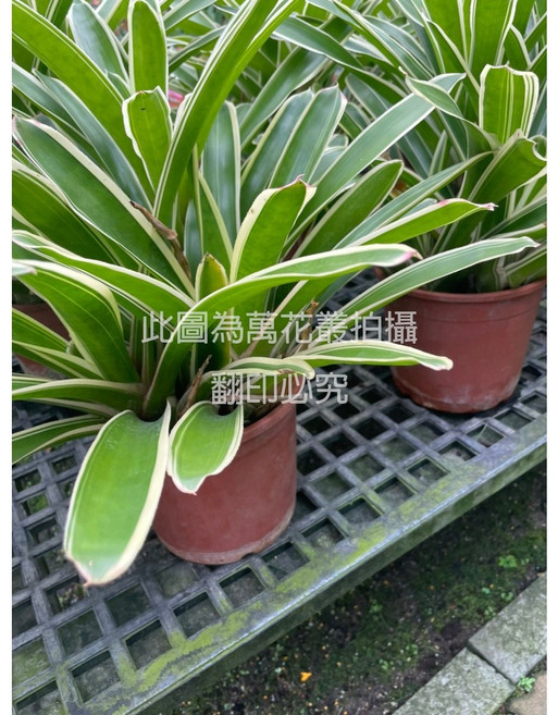 萬花叢 觀葉植物盆栽 - 室內綠植盆栽、淨化空氣、美化空間, 綠藝美人鳳梨花(綠, 1個