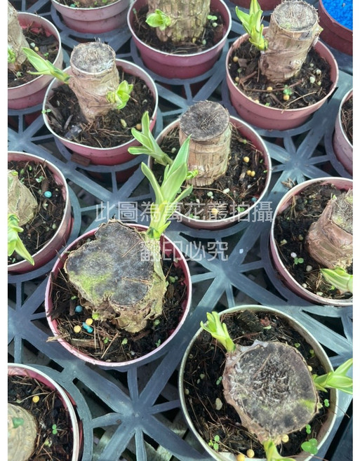 萬花叢 喬木植物 巴西鐵樹 3吋盆栽 室內綠植, 1個