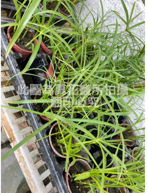 萬花叢 水生植物雨傘草 淨化空氣 室內盆栽, 綠色, 1個