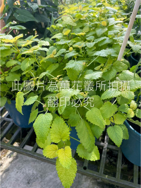 萬花叢 香草植物【黃金香蜂草】 - 檸檬香氣 居家綠植盆栽, 黃色, 1個