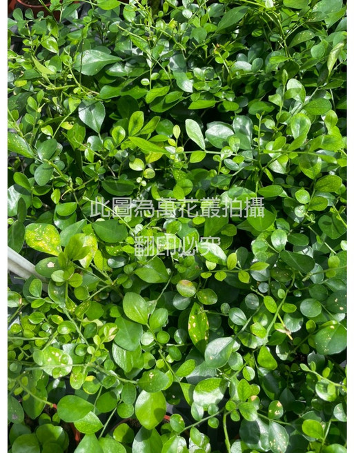 萬花叢 (小品) - 室內綠植盆栽、淨化空氣、容易照顧, 七里香(月橘), 1個