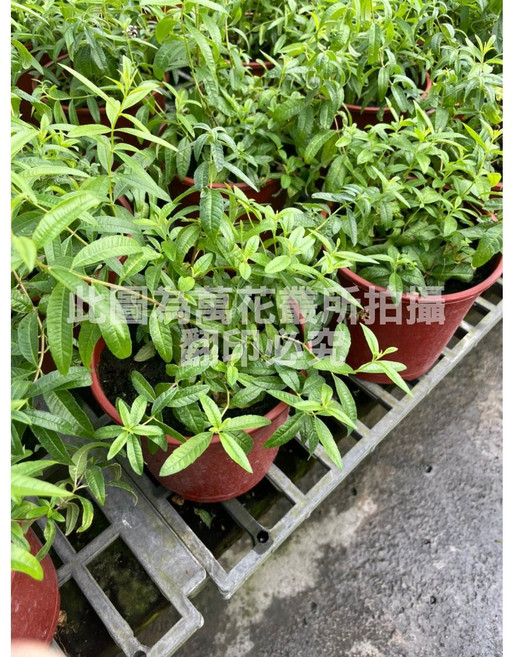 萬花叢 香草植物 - 清新香氛、療癒盆栽、居家綠植, 檸檬馬鞭草(綠), 1個