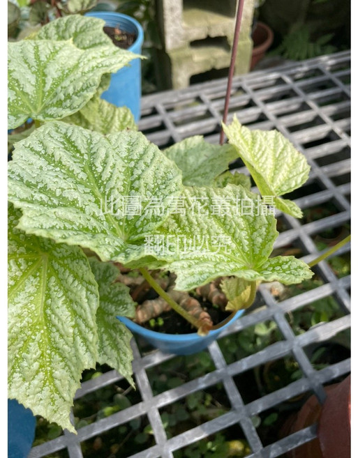 萬花叢 觀葉植物 水鴨腳海棠 (高約10-20cm) 室內盆栽, 1個