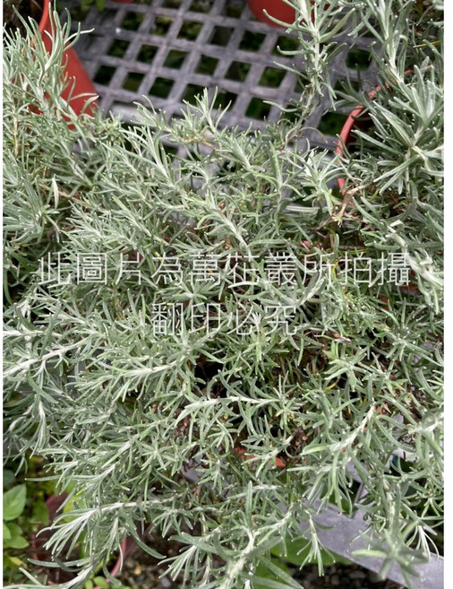 萬花叢 香草植物 義大利蠟菊/永久花 高約15-30cm 居家綠植 淨化空氣, 1個