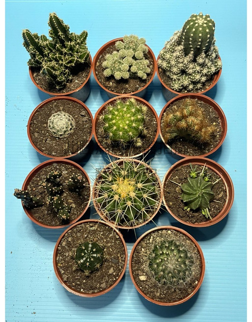 萬花叢多肉仙人掌盆栽三入組 隨機不挑款 療癒系 輕鬆打造迷你花園, 綠, 1套