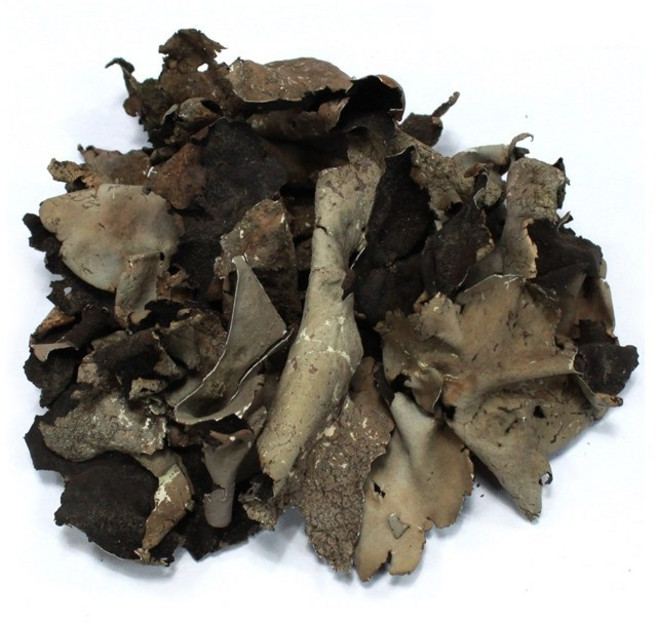 자연초 국산 자연산 석이버섯 100g, 1개