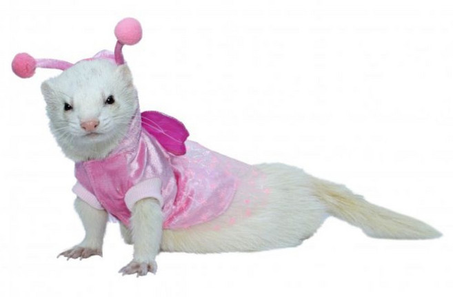 마샬 요정 의상, 1개