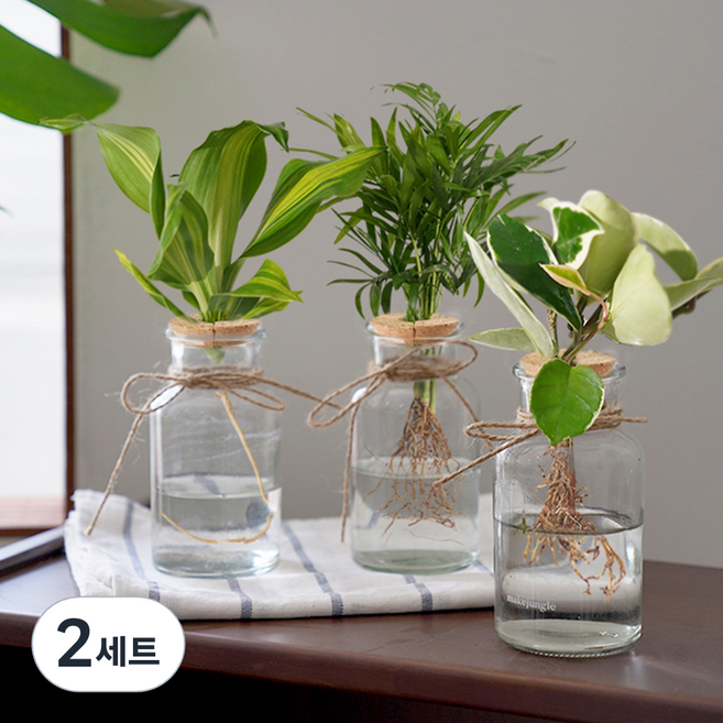 메이크정글 식물 테이블야자 + 호야 + 맛상게아나 행운목 DIY 수경재배 글래시4 세트, 투명(화분), 2세트