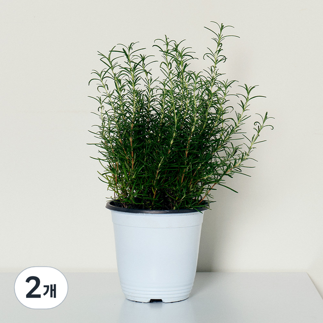 코코도르팜 허브 식물 포트 중형 로즈마리, 그린, 2개