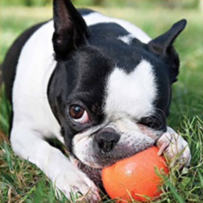 웨스트포우 자이브 공 강아지 장난감 XS, 오렌지, 1개