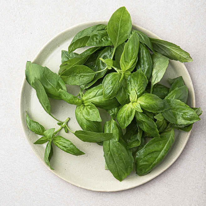 국내산 바질, 1개, 40g - 쿠팡